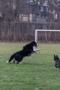 Bild 101 - Hundeshooting